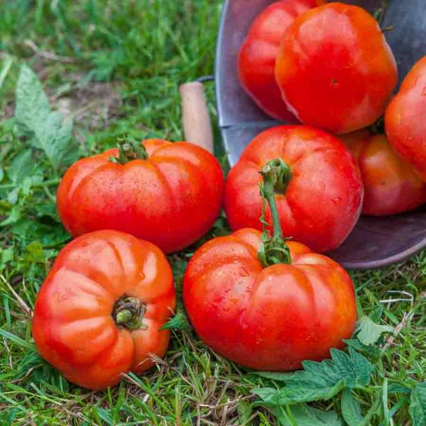Potagères - Tomate Marmande - BIO - face recto